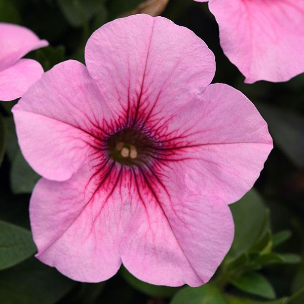 Petunia Headliner™ Pink Vein - Bloom