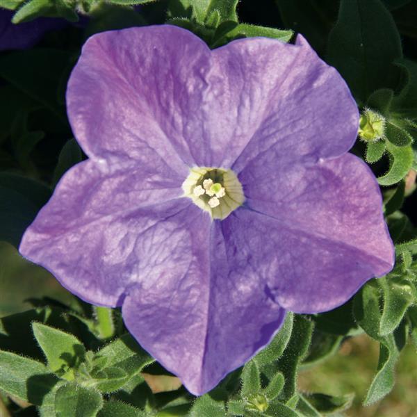 Petunia Headliner™ Sky Blue - Bloom