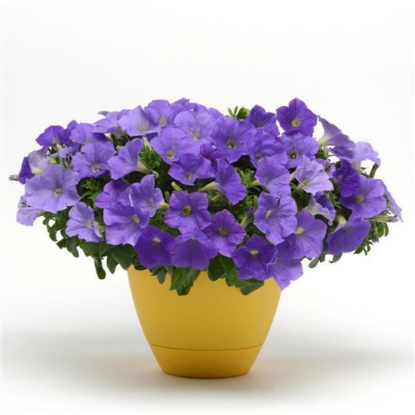 Petunia Headliner Sky Blue - Container
