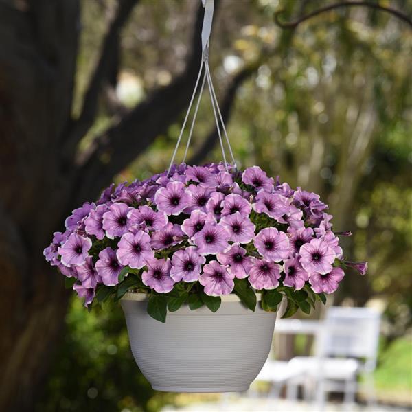 Petunia Headliner Lavender Picotee - Basket
