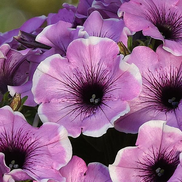 Petunia Headliner™ Lavender Picotee - Bloom