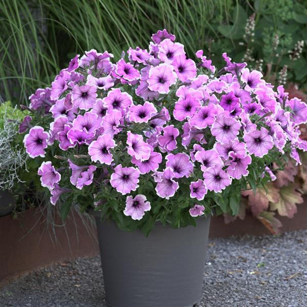 Petunia Headliner Lavender Picotee - Container
