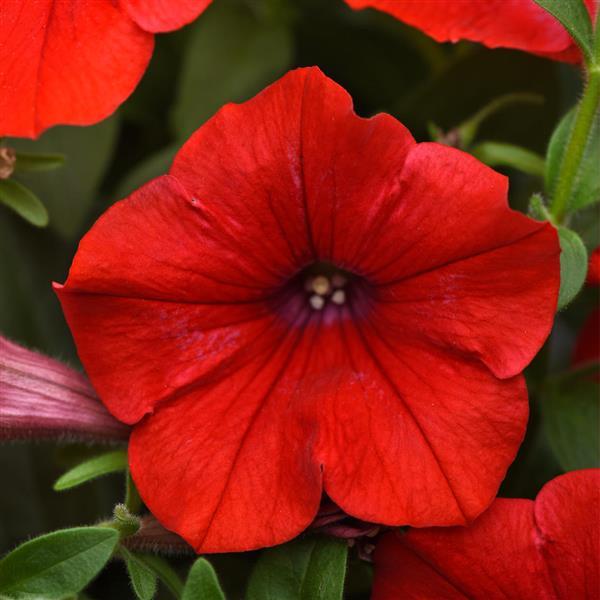 Petunia Headliner™ Red 26 - Bloom