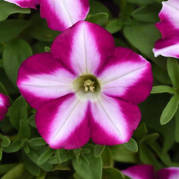 Petunia Headliner™ Raspberry Swirl - Bloom
