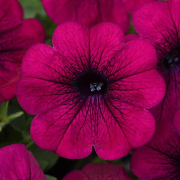 Petunia Headliner™ Electric Purple - Bloom
