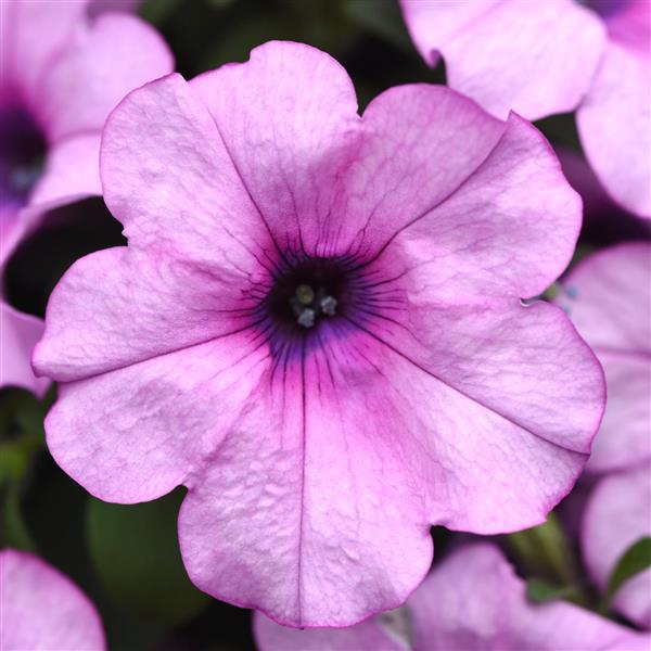 Petunia Headliner™ Crystal Pink - Bloom