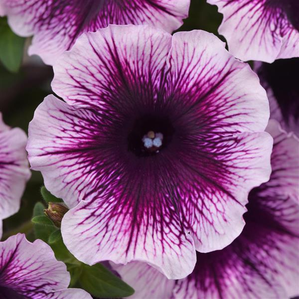 Petunia Headliner™ Blackberry Vein - Bloom