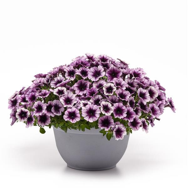 Petunia Headliner Blackberry Vein - Container