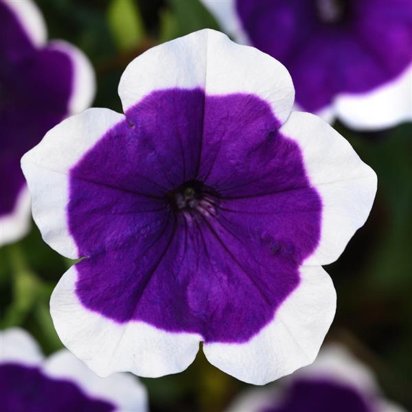 Petunia Headliner™ Dark Violet Picotee - Bloom