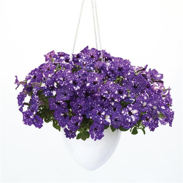Petunia Headliner Night Sky - Basket