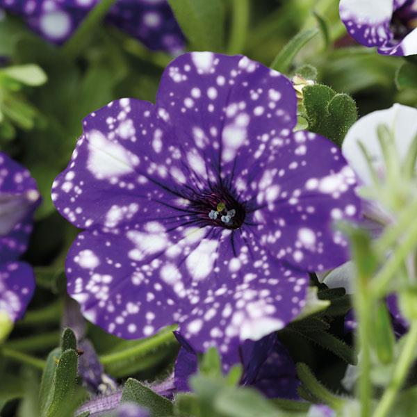 Petunia Headliner™ Night Sky® - Bloom
