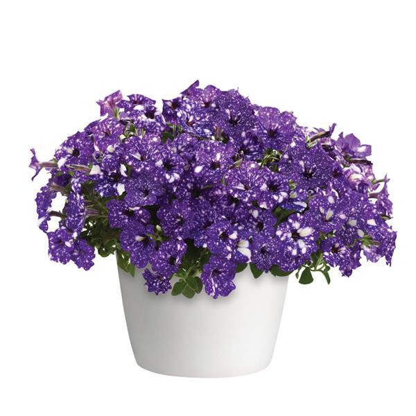 Petunia Headliner Night Sky - Container