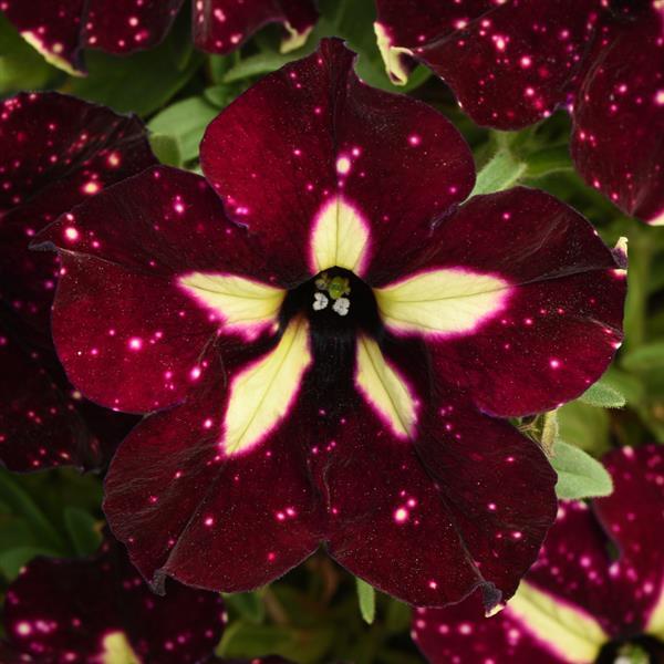 Petunia Headliner™ Starry Sky Burgundy - Bloom