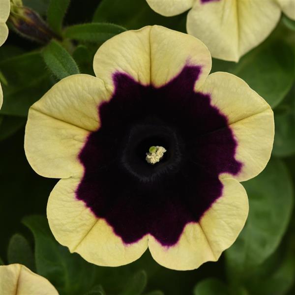 Petunia Headliner™ Dark Saturn - Bloom