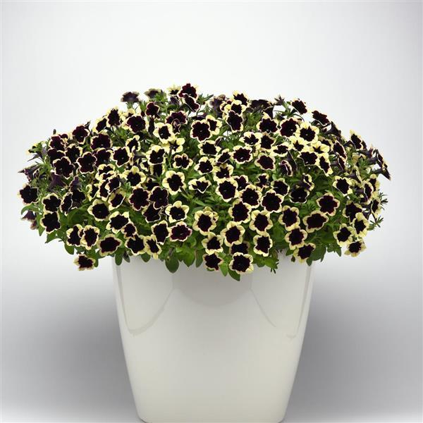 Petunia Headliner Dark Saturn - Container
