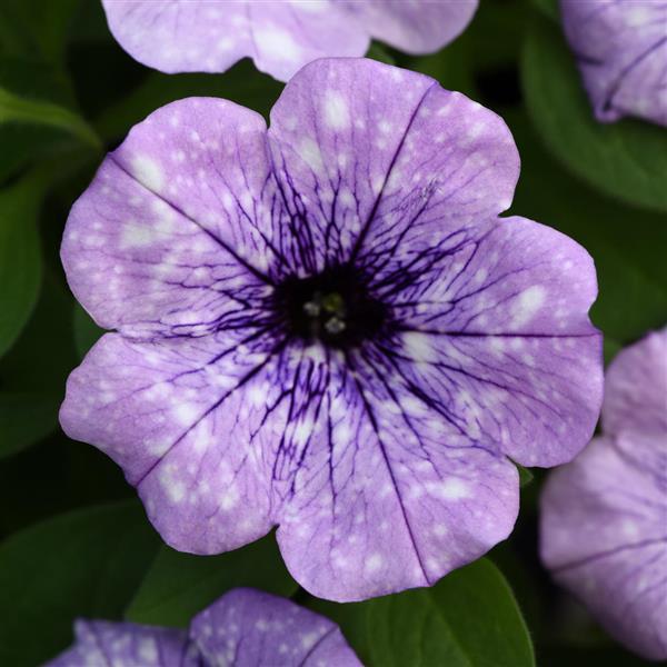 Petunia Headliner™ Crystal Sky - Bloom