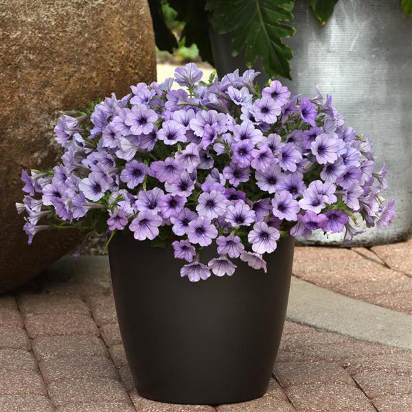 Petunia Headliner Crystal Sky - Container