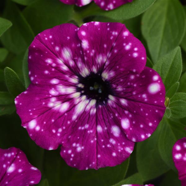 Petunia Headliner™ Electric Purple Sky - Bloom