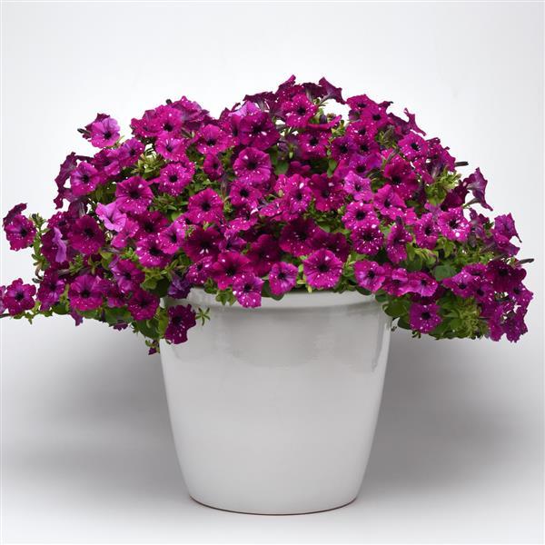 Petunia Headliner Electric Purple Sky - Container