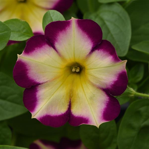 Petunia Headliner™ Banana Cherry - Bloom