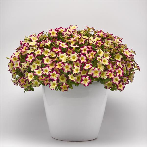 Petunia Headliner Banana Cherry - Container