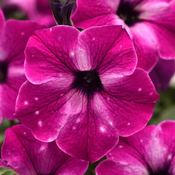 Petunia Headliner™ Enchanted Sky - Bloom