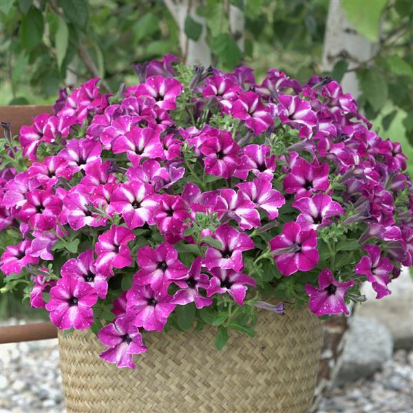 Petunia Headliner Enchanted Sky - Container