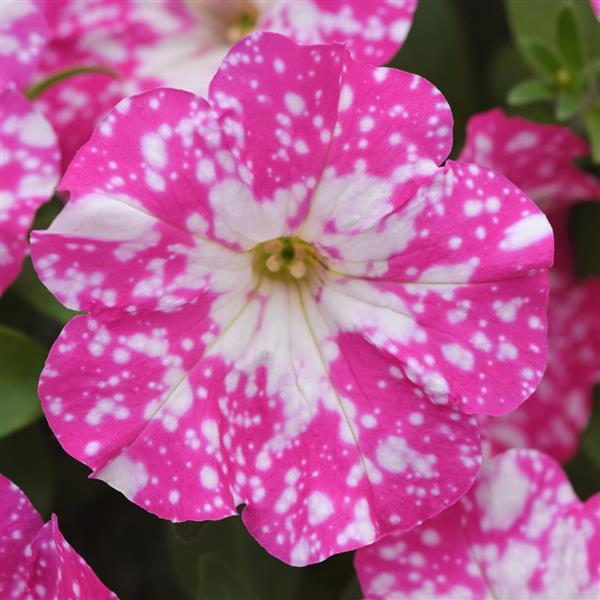 Petunia Headliner Light Pink Sky - Bloom