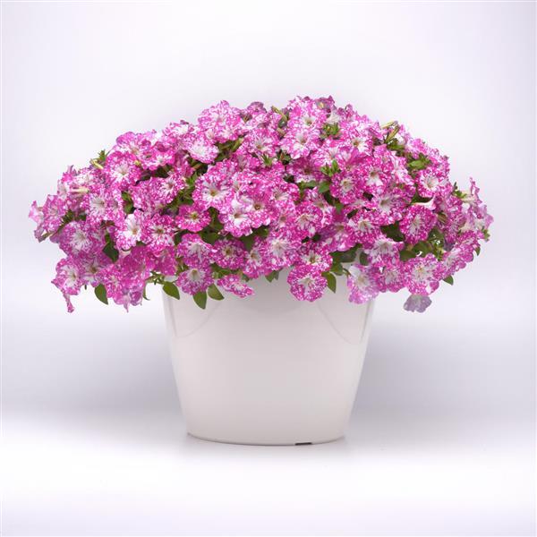 Petunia Headliner Light Pink Sky - Container