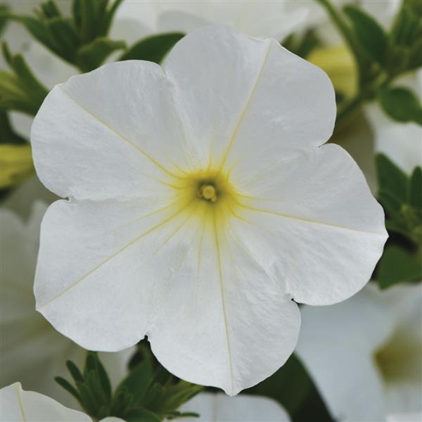 PLANT NAME Bloom