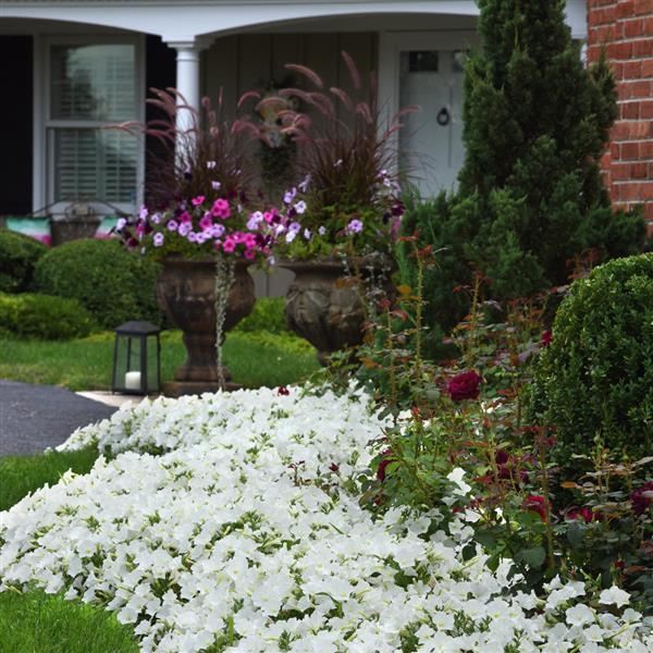 PLANT NAME Commercial Landscape 3
