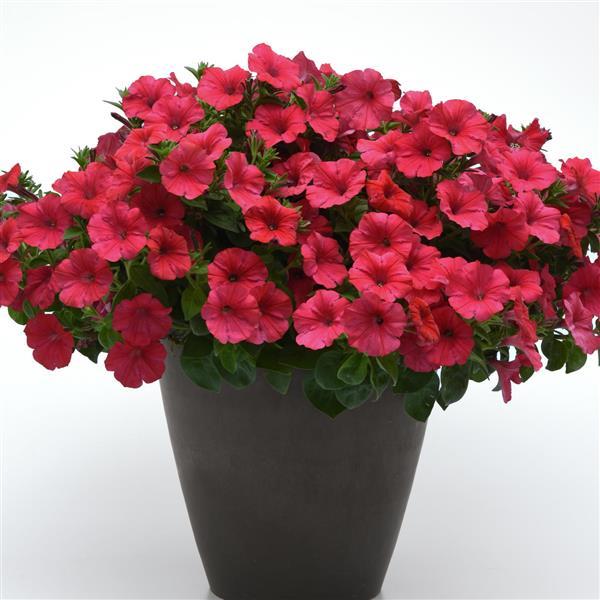PLANT NAME Container