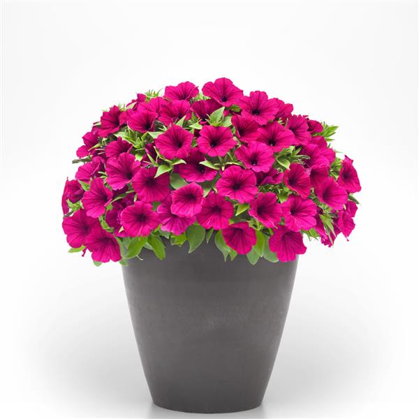 PLANT NAME Container