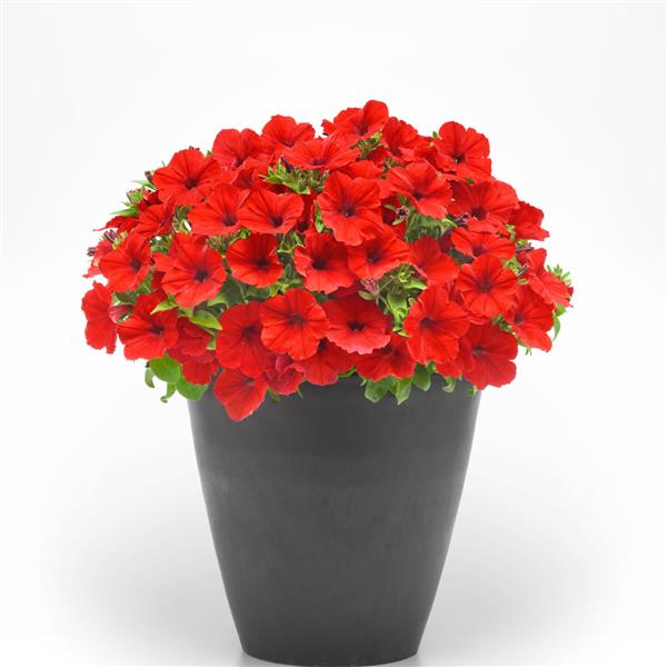 PLANT NAME Container