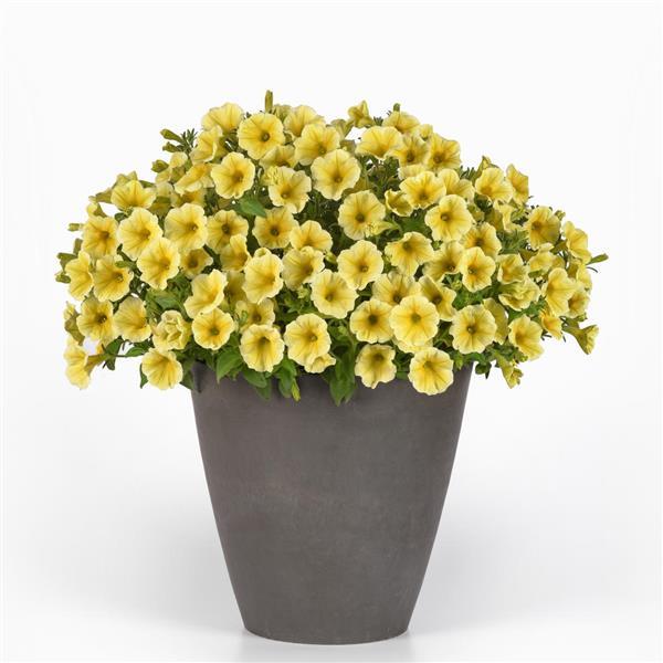 PLANT NAME Container