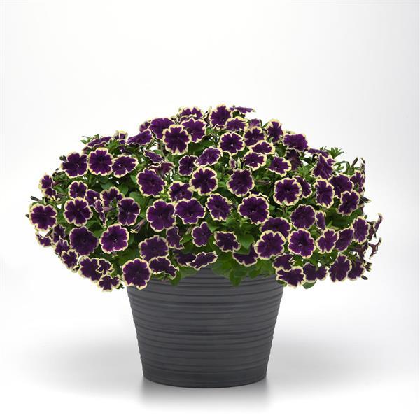 PLANT NAME Container