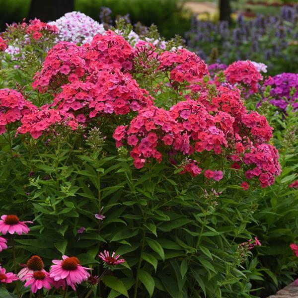 PLANT NAME Landscape