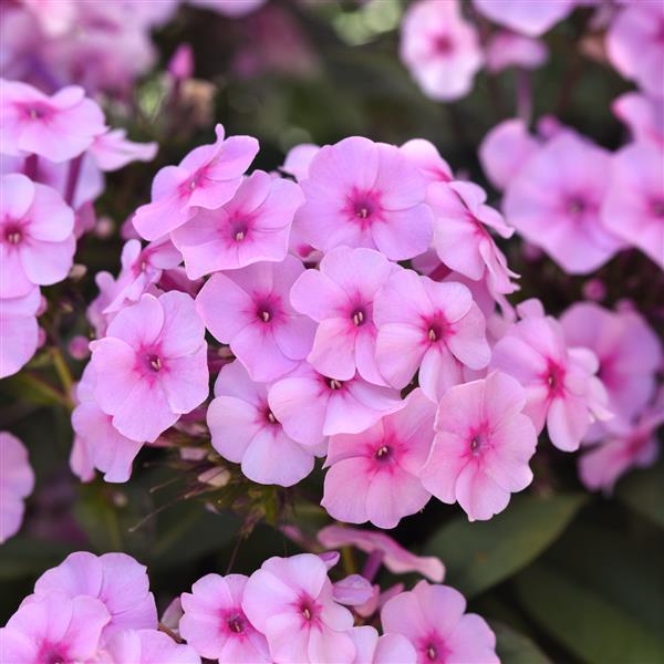 PLANT NAME Bloom