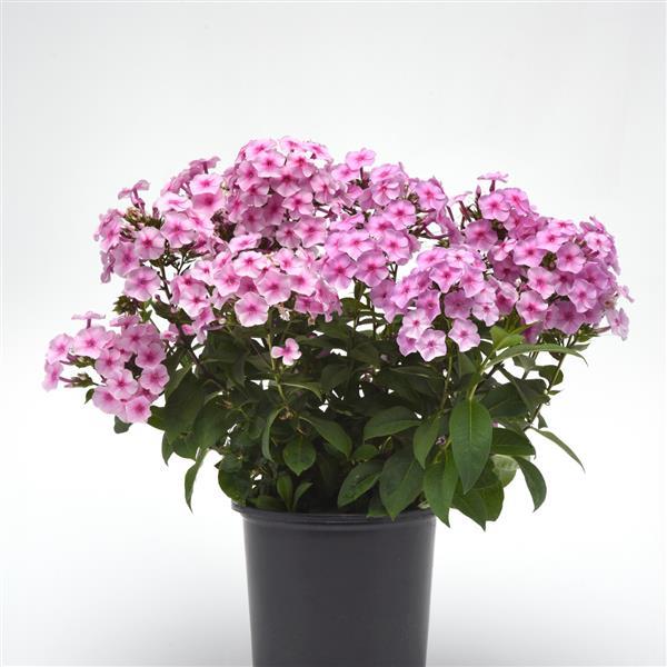 PLANT NAME Container