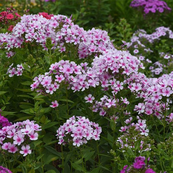 PLANT NAME Landscape