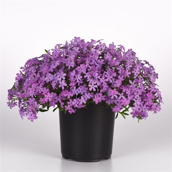 PLANT NAME Container