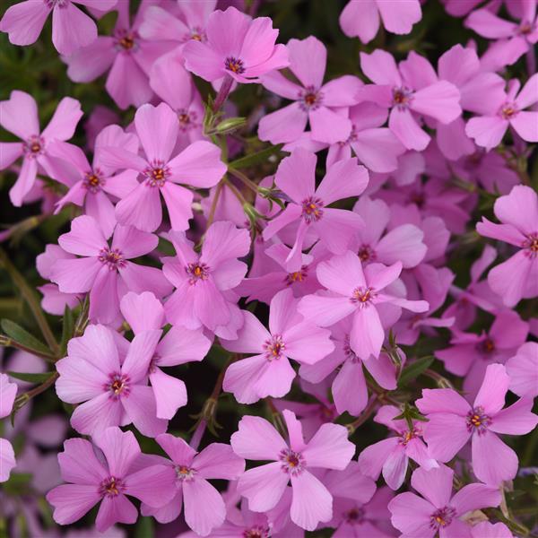 PLANT NAME Bloom