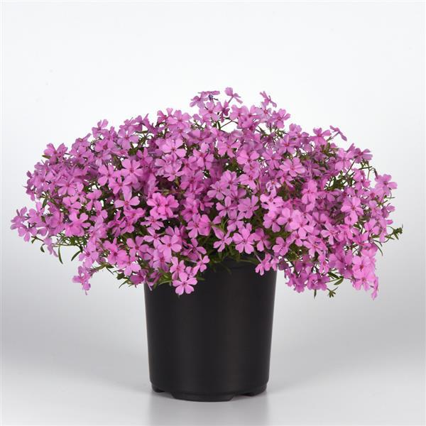 PLANT NAME Container