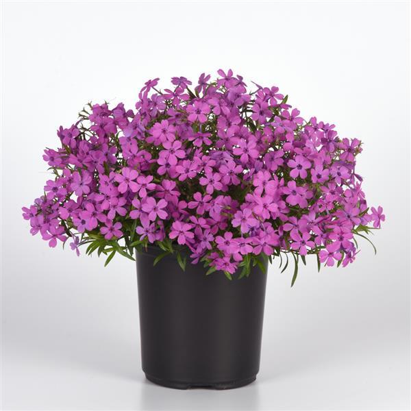 PLANT NAME Container