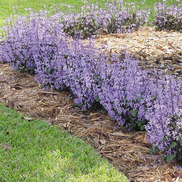 PLANT NAME Landscape