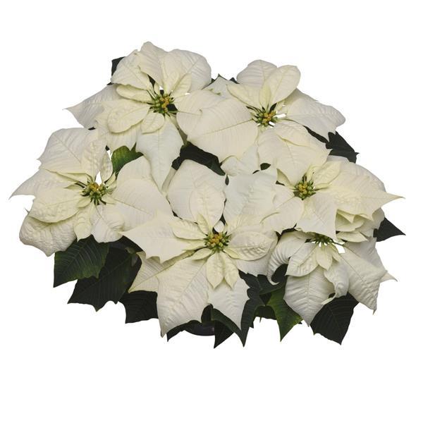 Poinsettia Alaska - Bloom