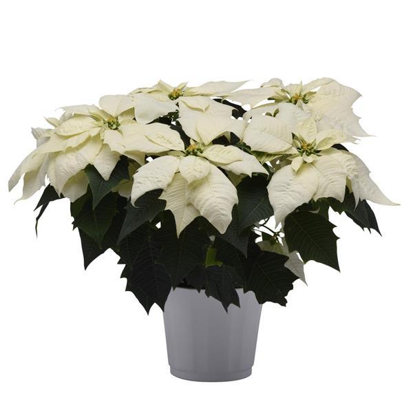 Poinsettia Other Alaska - Container