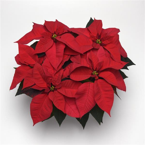 Poinsettia Christmas Cheer - Bloom