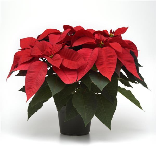 Poinsettia Other Christmas Cheer - Container
