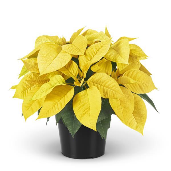 Poinsettia Golden Yellow - Bloom